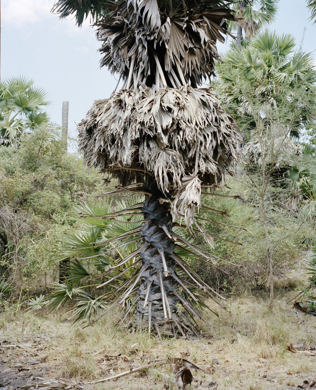 164° on the Equator - © Charles Negre