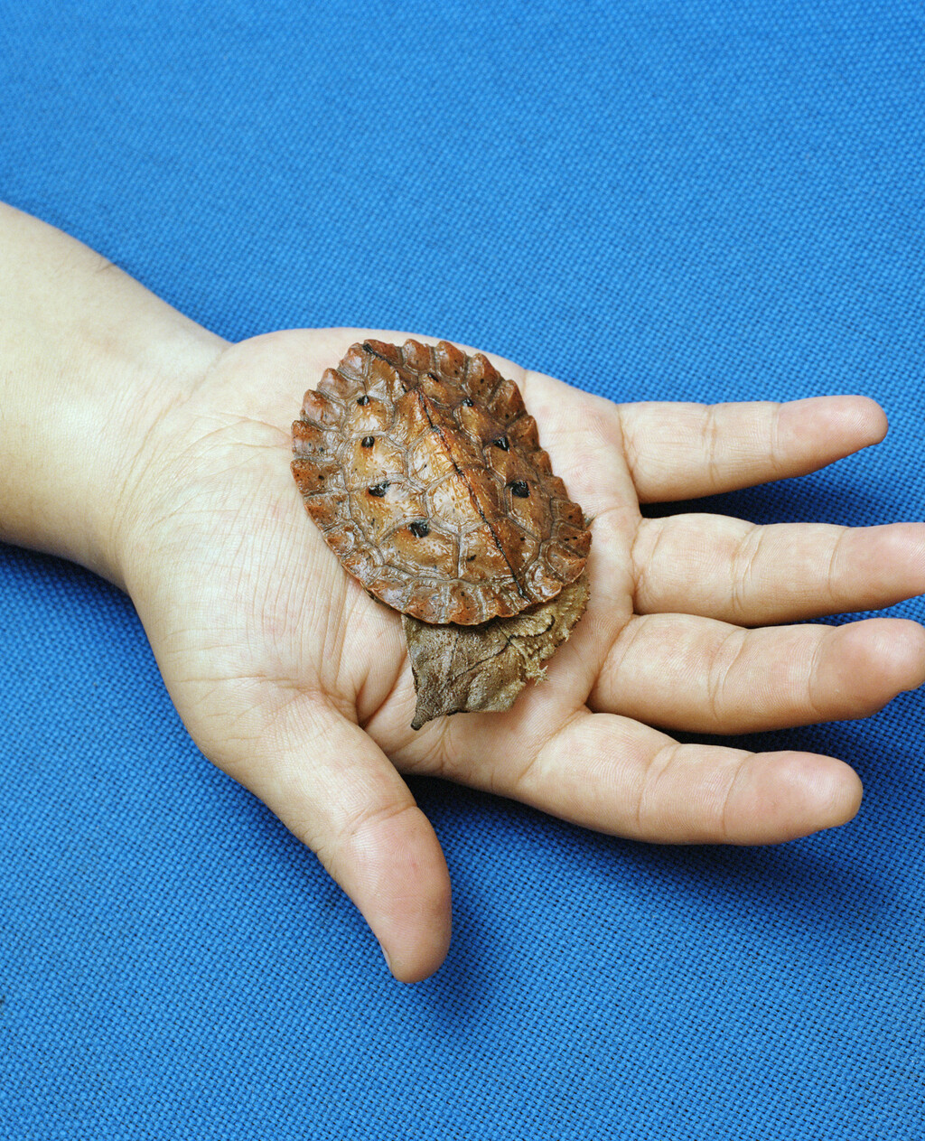 164° on the Equator - © Charles Negre