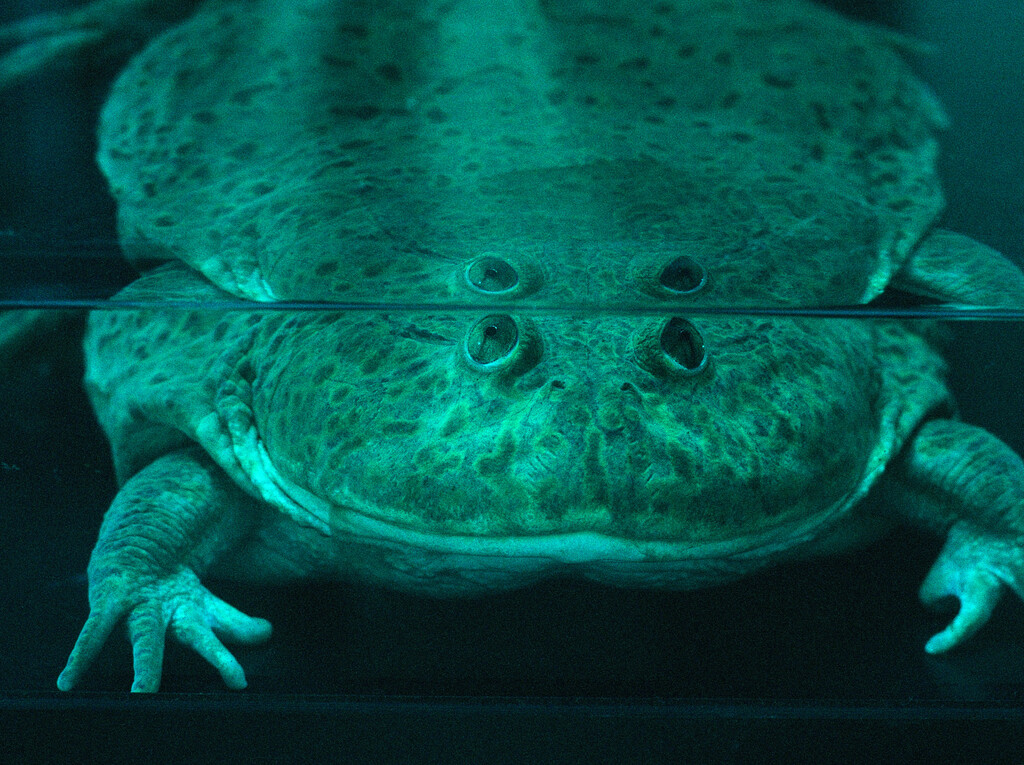 164° on the Equator - © Charles Negre