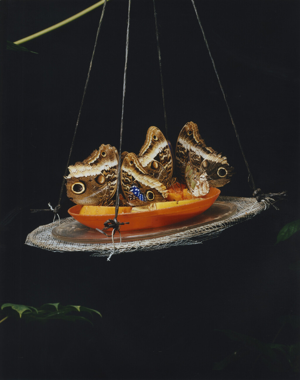 Aguanacaste - © Charles Negre