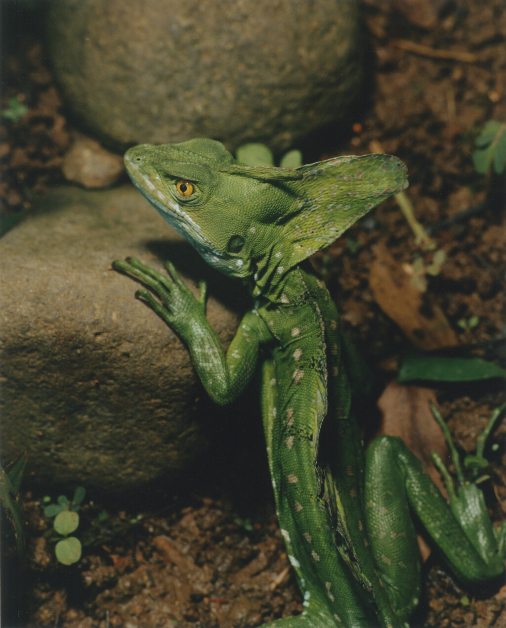 Aguanacaste - © Charles Negre