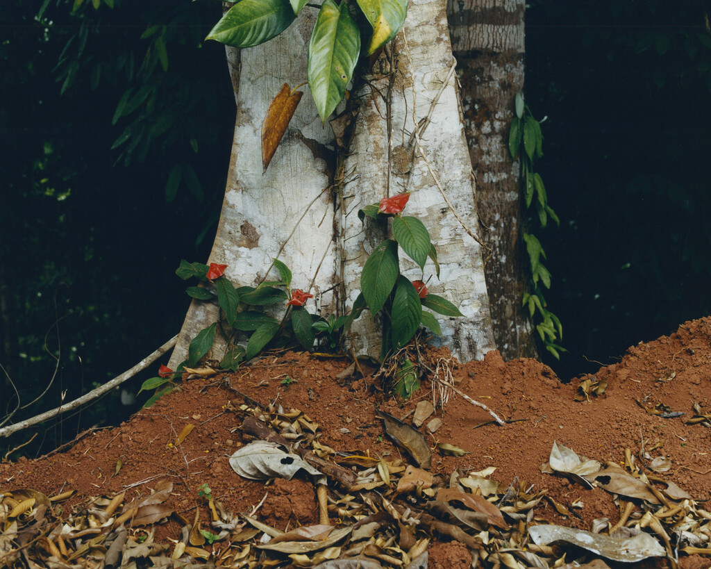 Aguanacaste - © Charles Negre