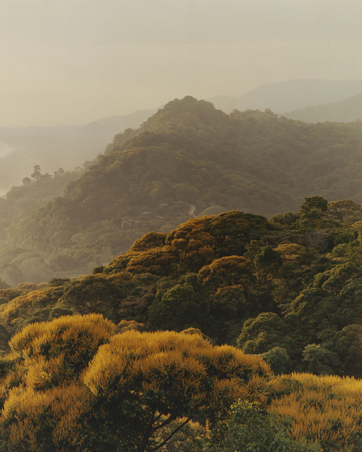 Aguanacaste - © Charles Negre