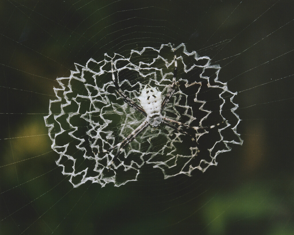 Aguanacaste - © Charles Negre