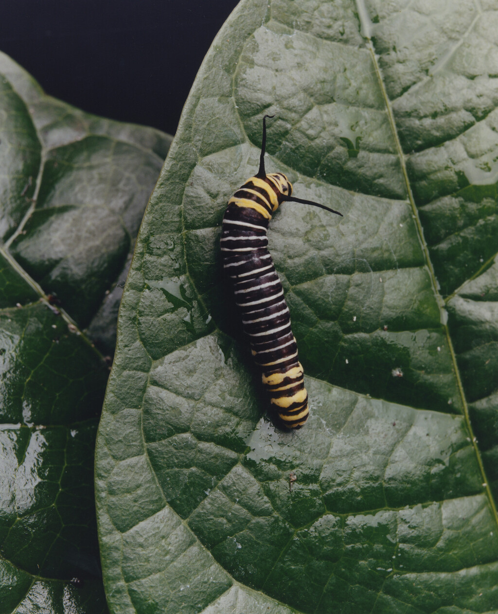 Aguanacaste - © Charles Negre