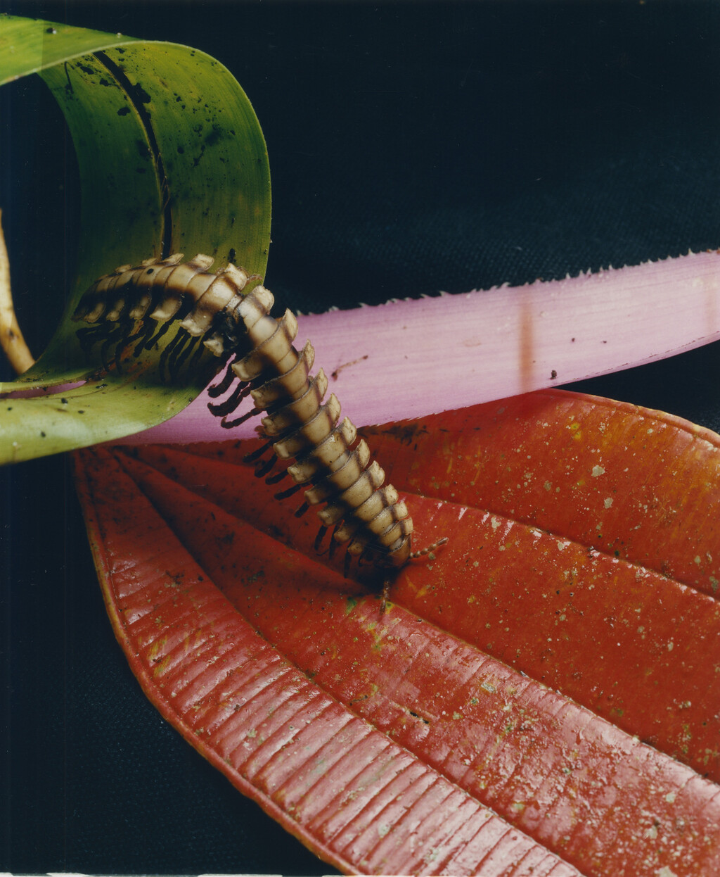 Aguanacaste - © Charles Negre