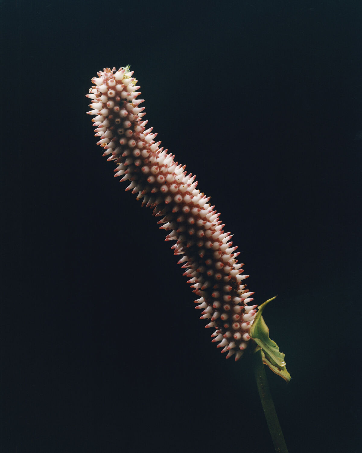 Aguanacaste - © Charles Negre