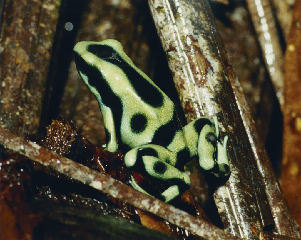 Aguanacaste - © Charles Negre