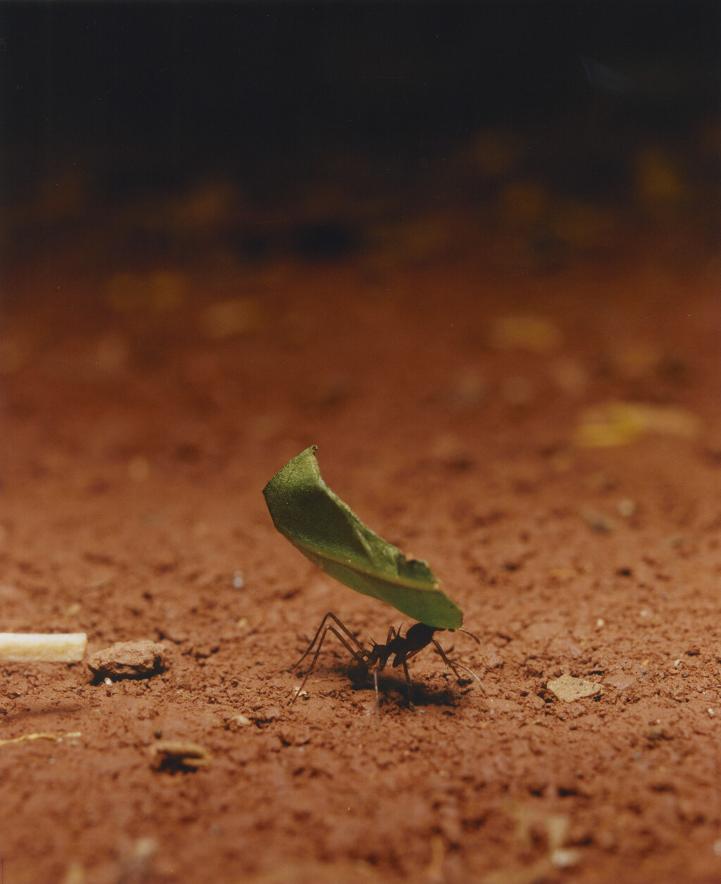 Aguanacaste - © Charles Negre