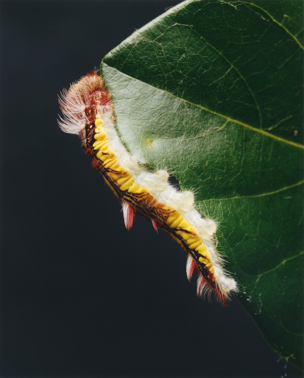 Aguanacaste - © Charles Negre