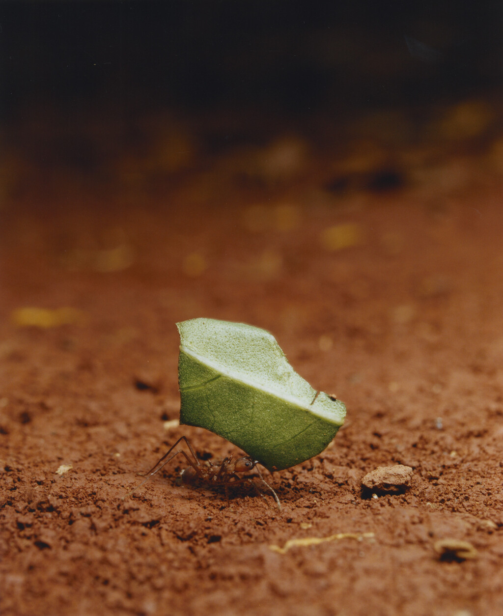 Aguanacaste - © Charles Negre