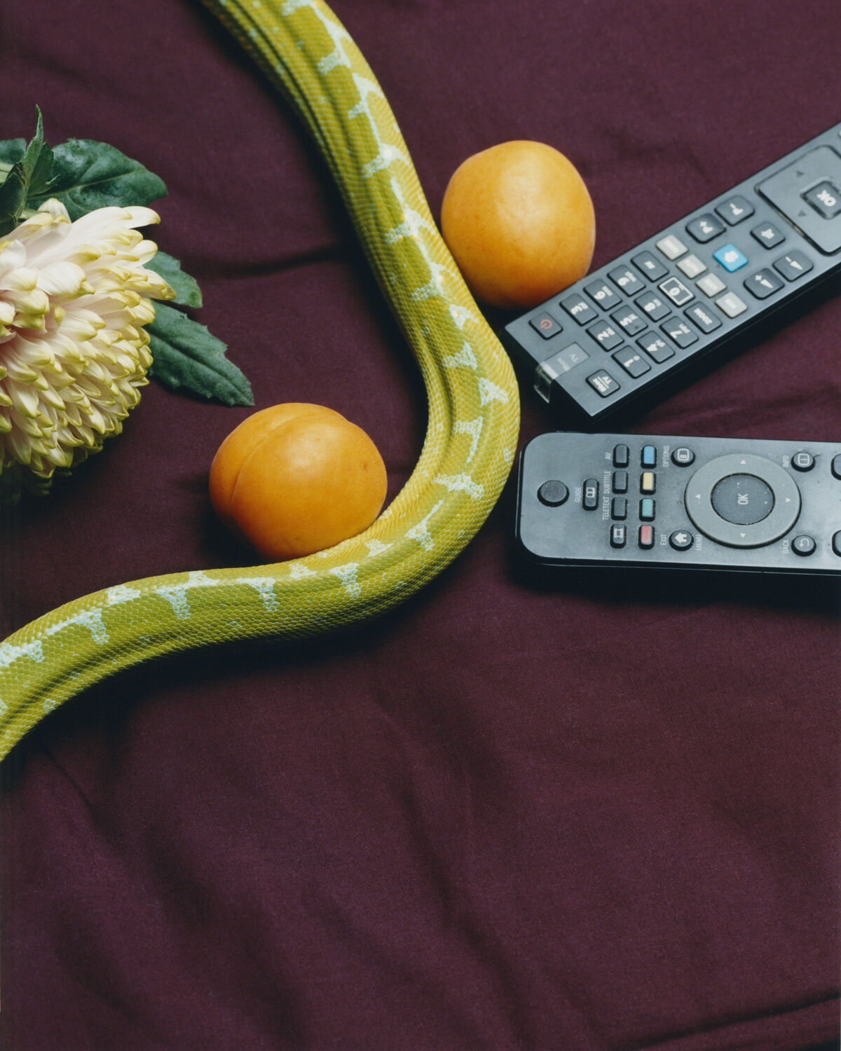 Deadly Pets - © Charles Negre