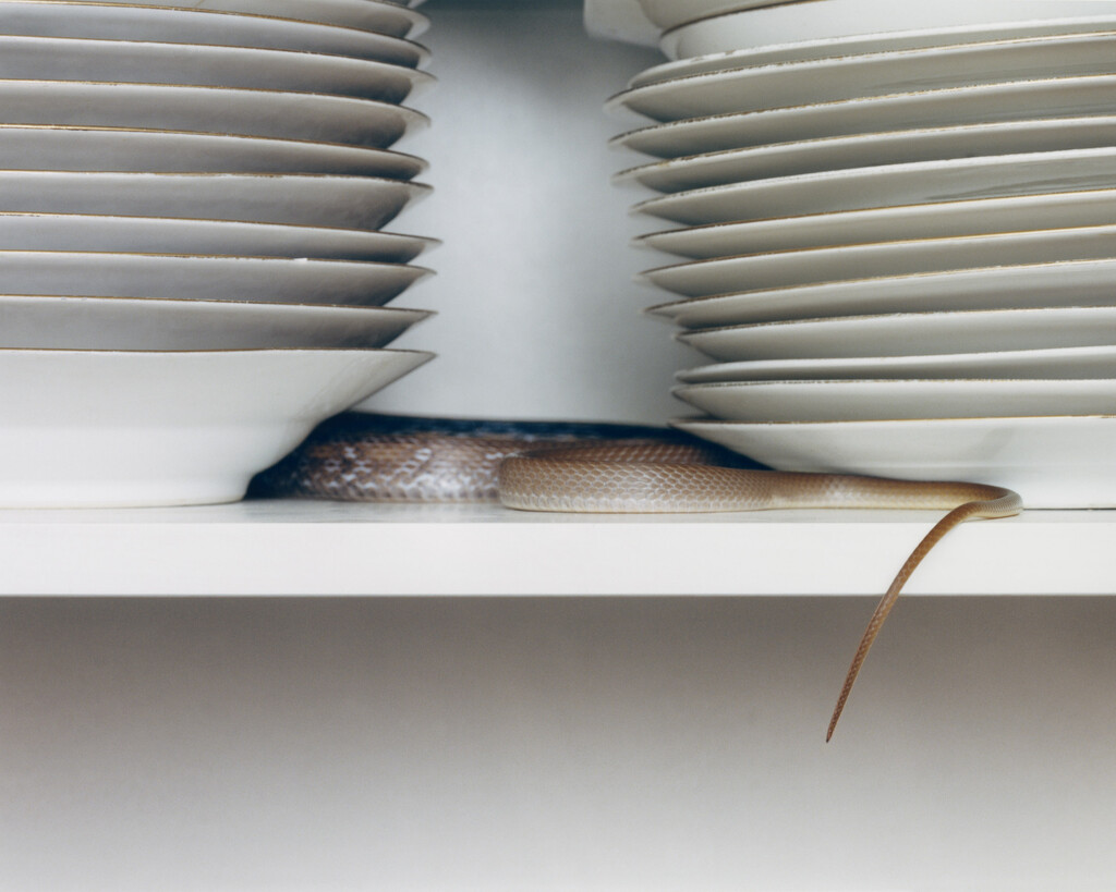 Deadly Pets - © Charles Negre