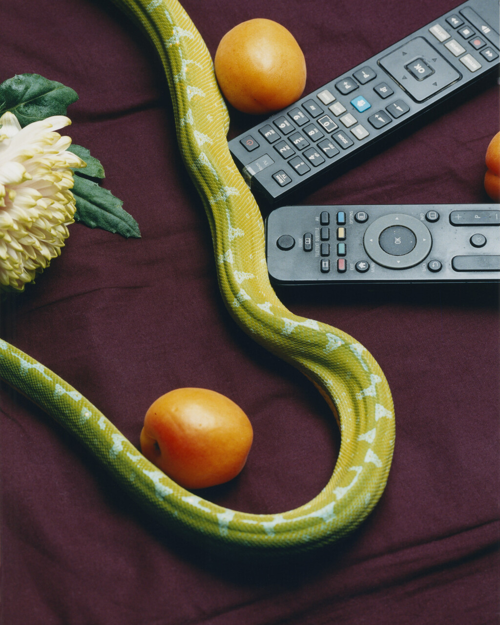 Deadly Pets - © Charles Negre