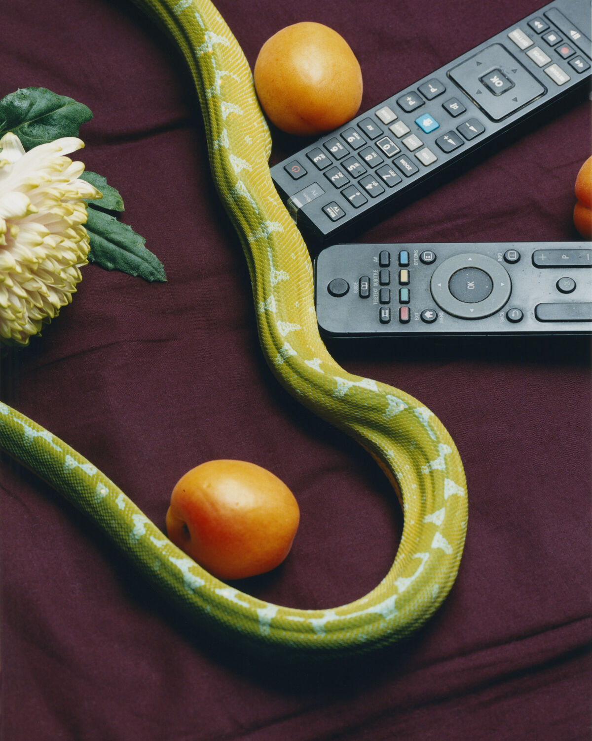 Deadly Pets - © Charles Negre