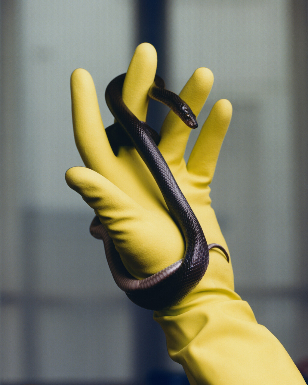 Deadly Pets - © Charles Negre