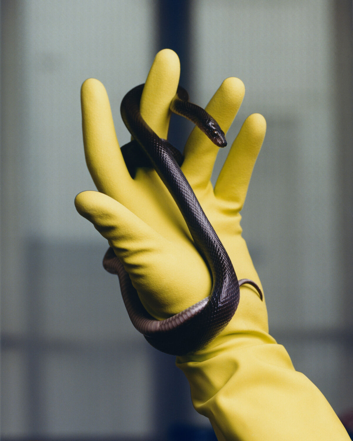 Deadly Pets - © Charles Negre