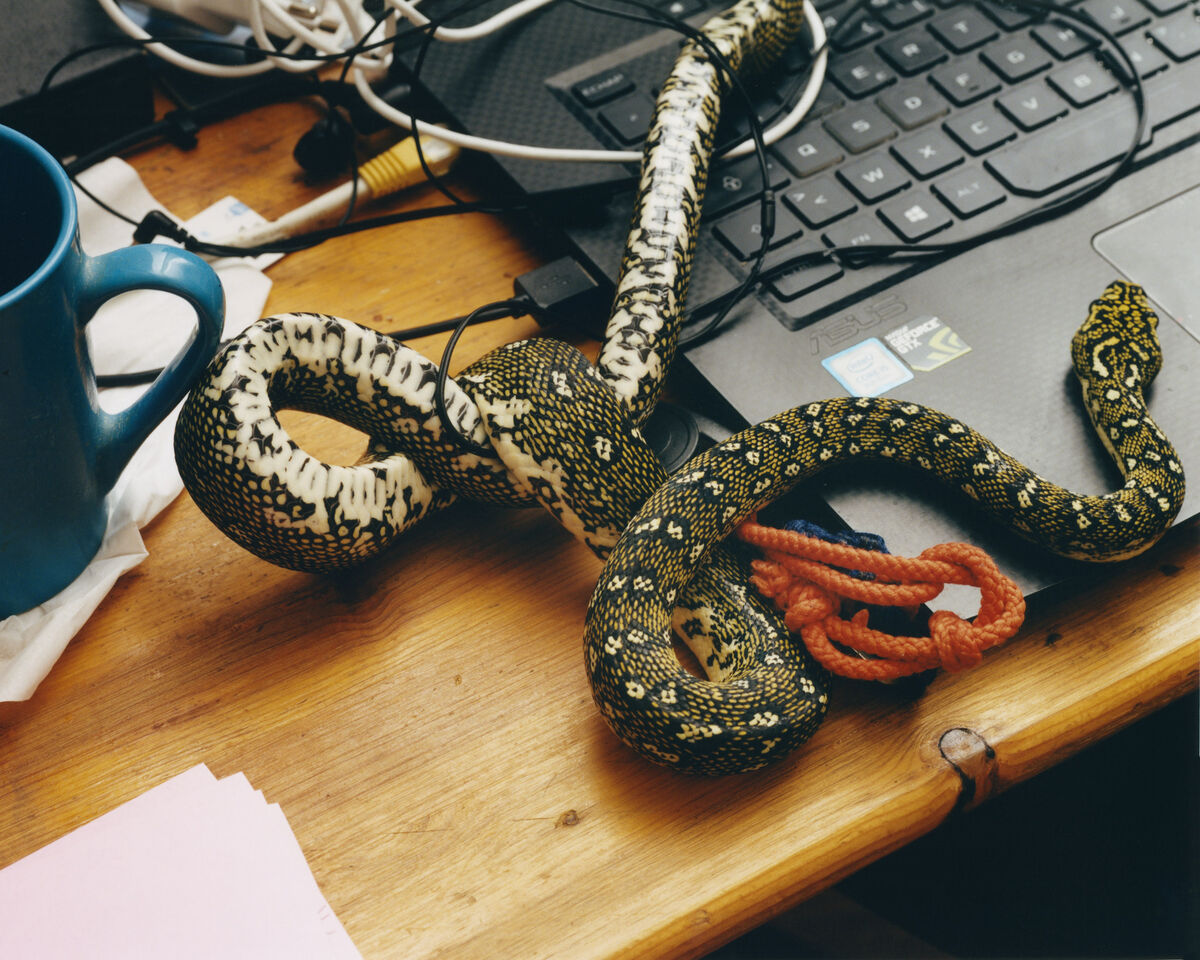 Deadly Pets - © Charles Negre