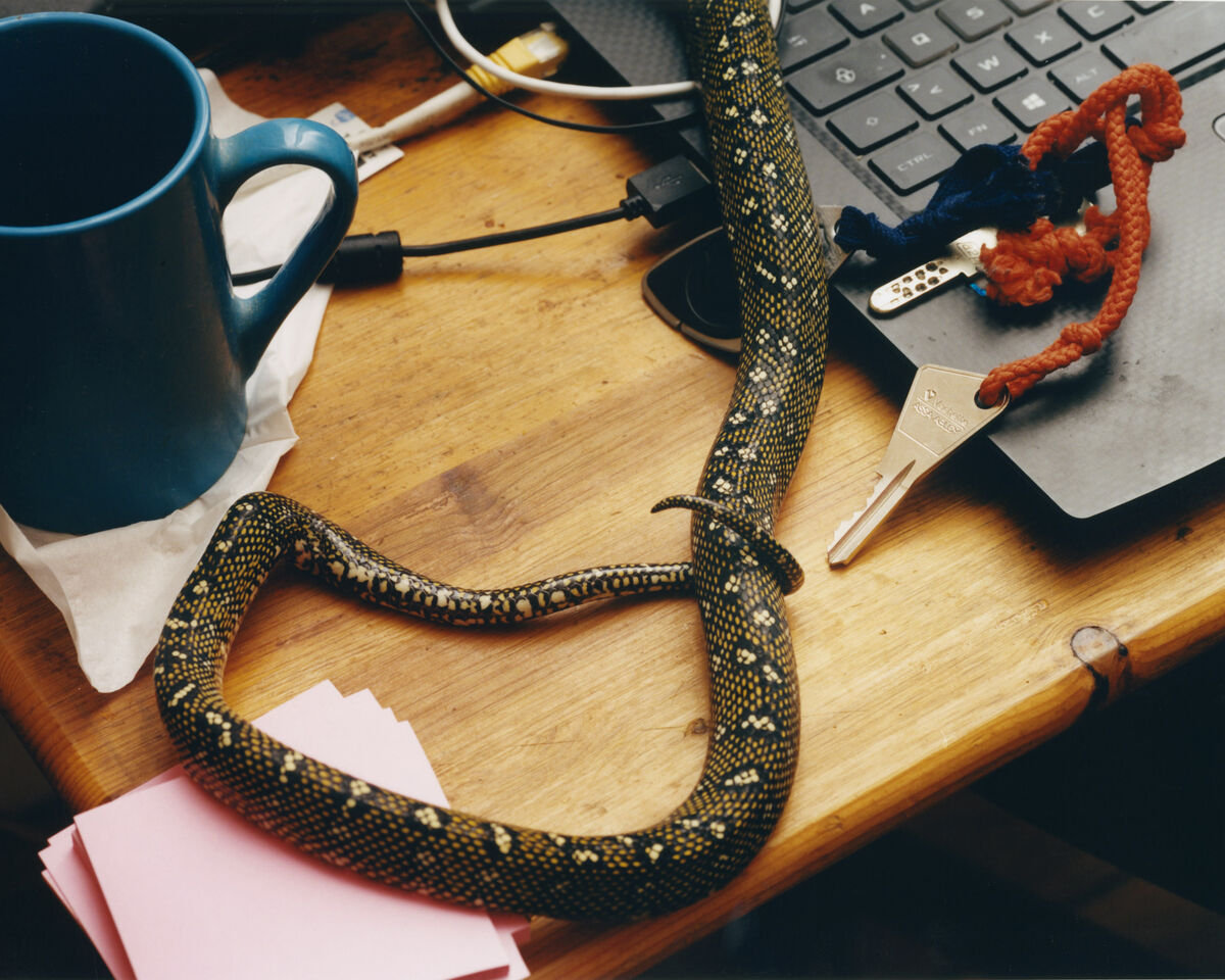 Deadly Pets - © Charles Negre