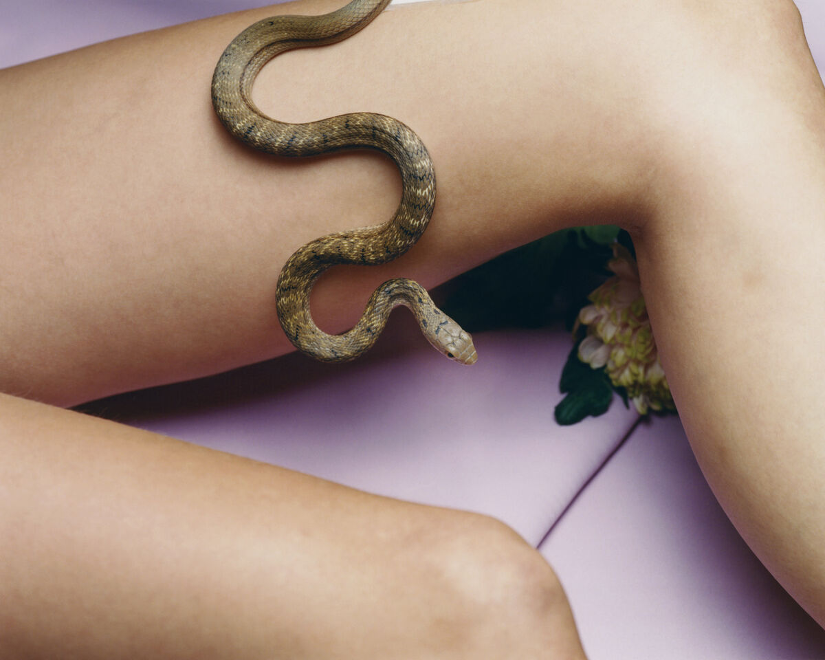 Deadly Pets - © Charles Negre