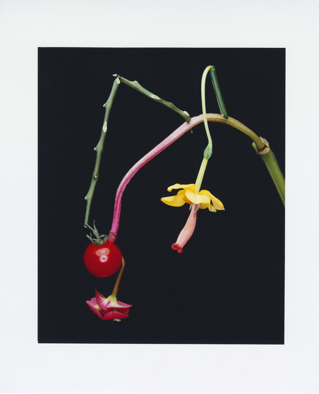 Floral Architecture - © Charles Negre