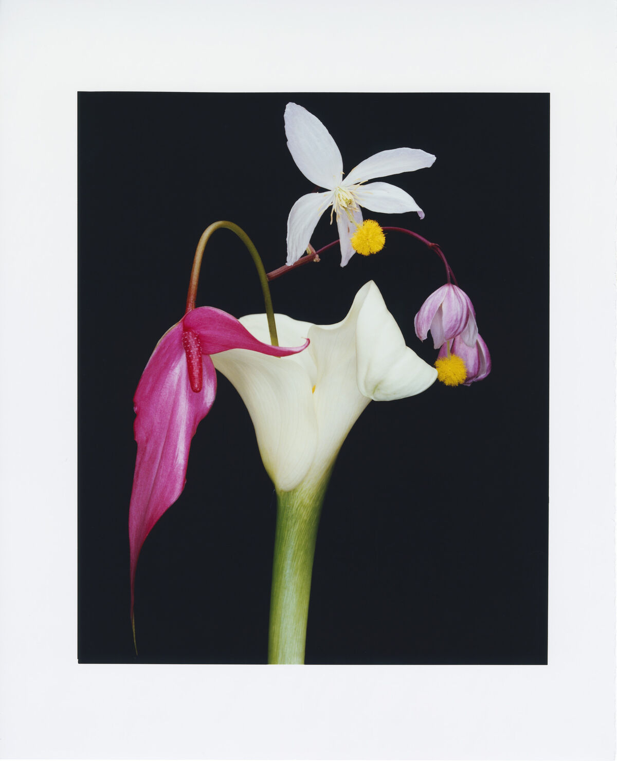 Floral Architecture - © Charles Negre