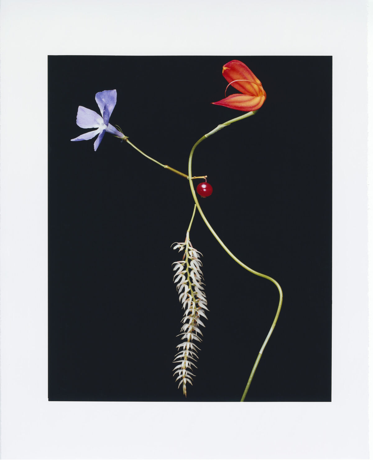 Floral Architecture - © Charles Negre