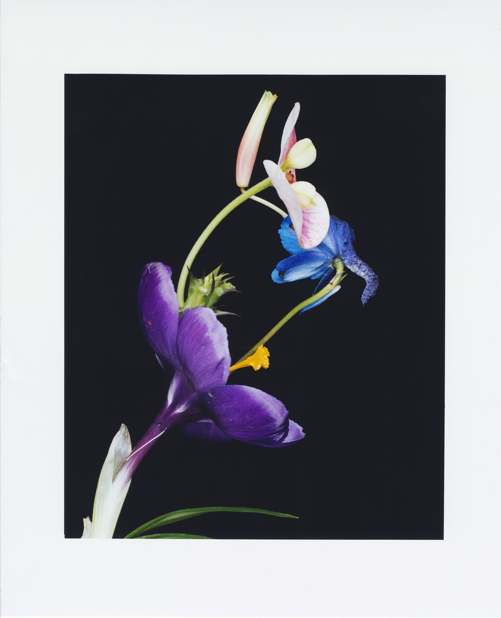 Floral Architecture - © Charles Negre