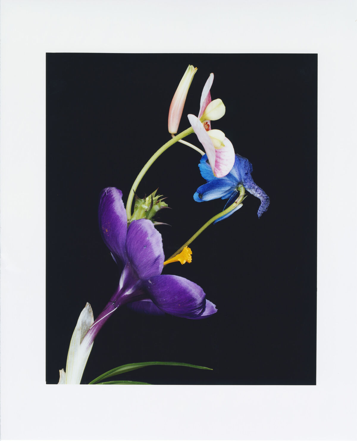 Floral Architecture - © Charles Negre