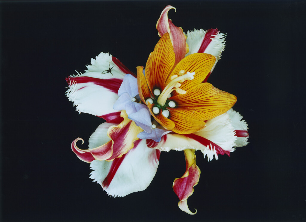 Bloom Study - © Charles Negre