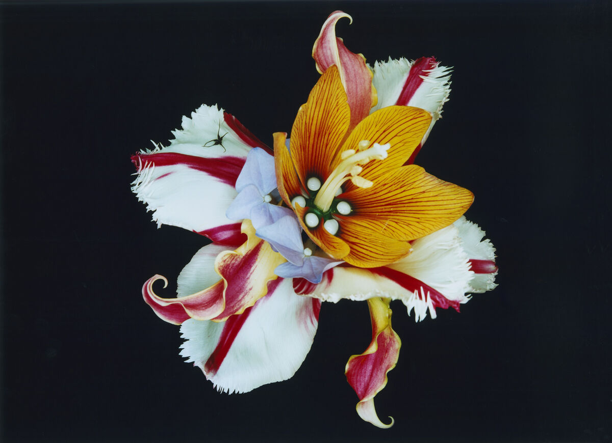 Bloom Study - © Charles Negre