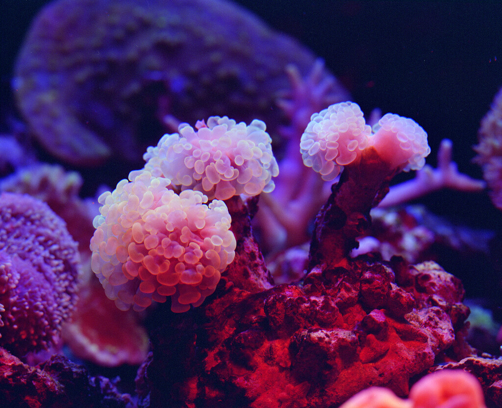 Fluorescine - © Charles Negre