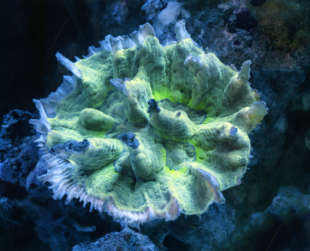 Fluorescine - © Charles Negre