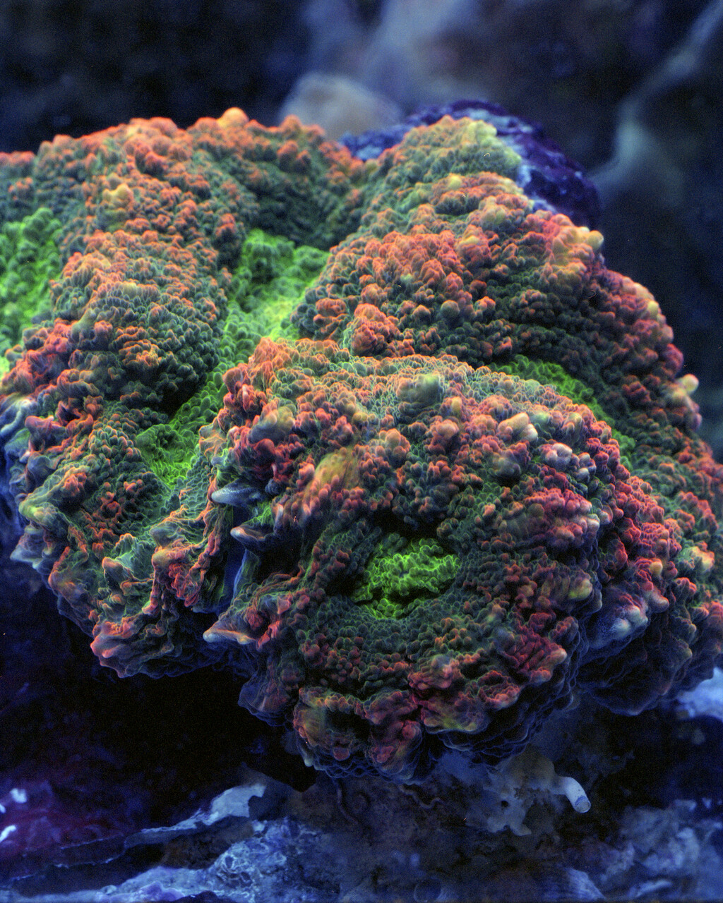 Fluorescine - © Charles Negre