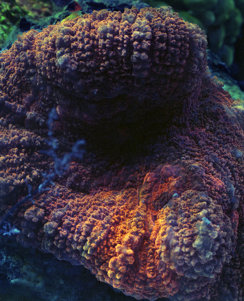 Fluorescine - © Charles Negre