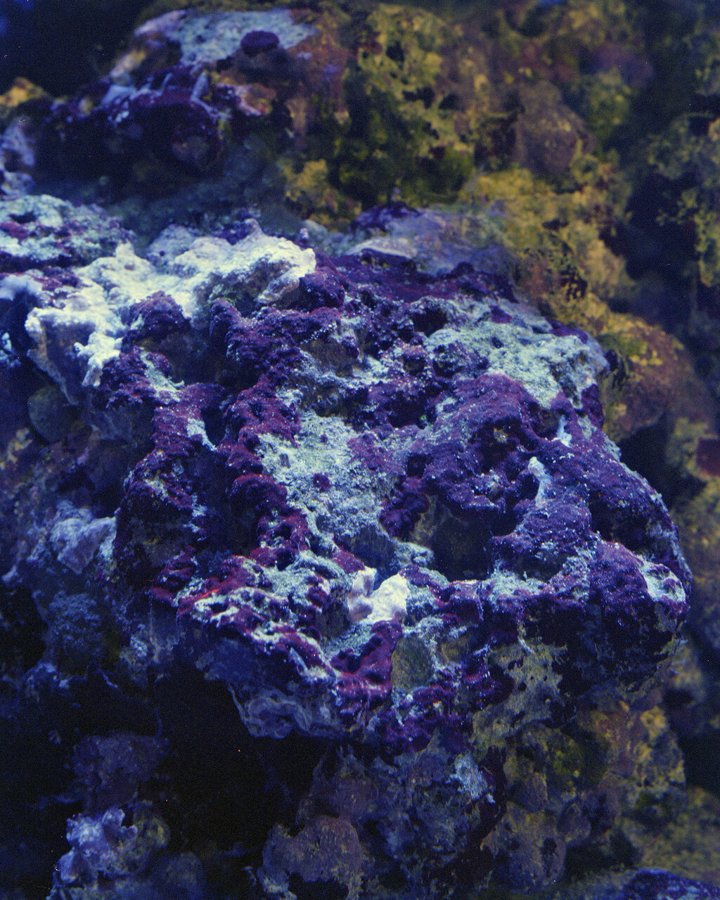 Fluorescine - © Charles Negre