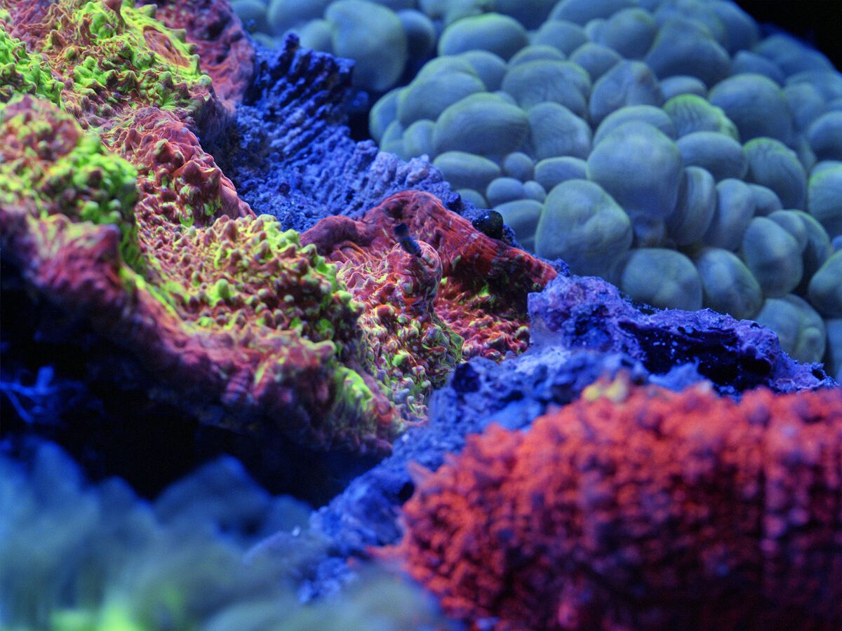 Fluorescine - © Charles Negre