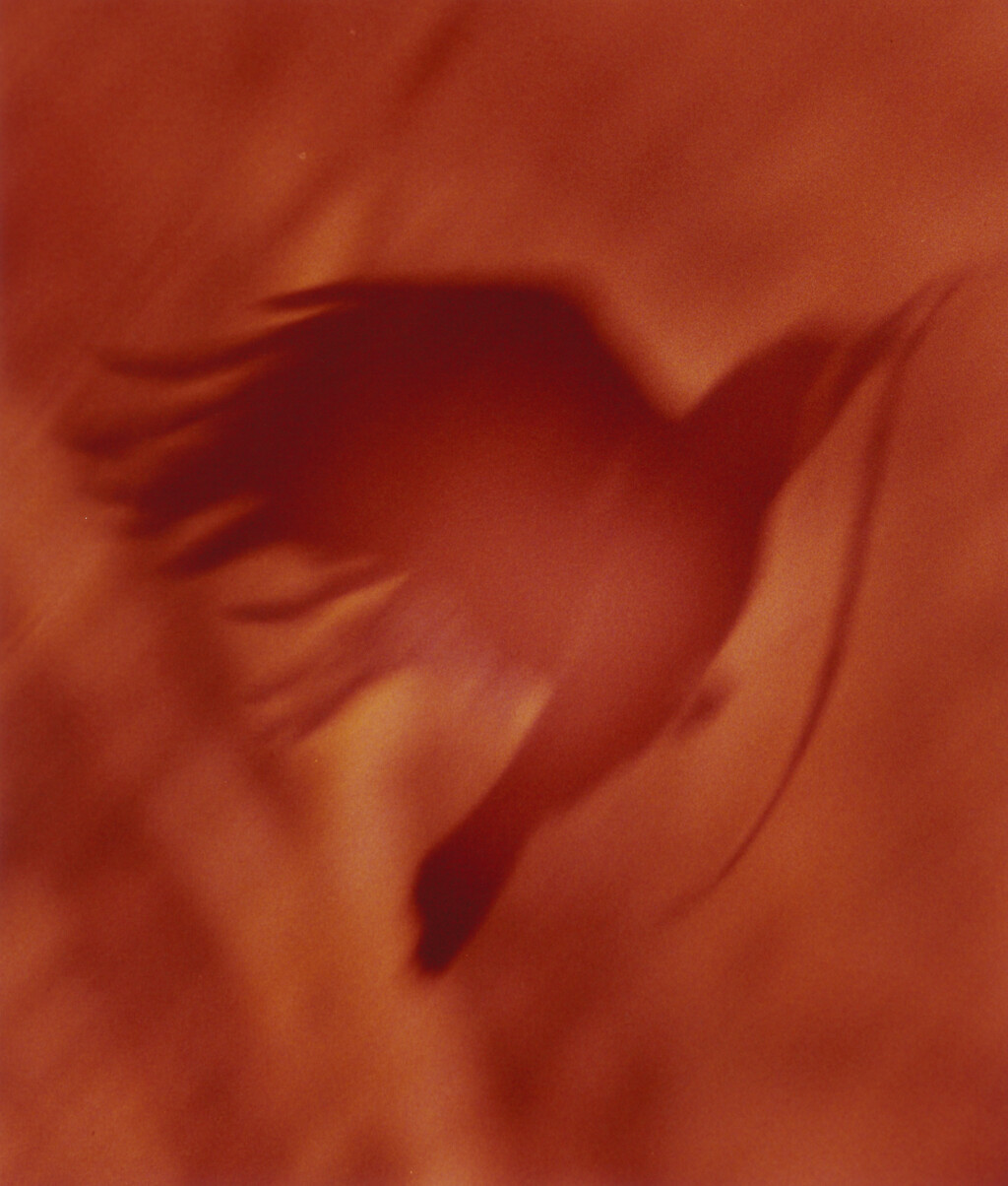 Ravens - © Charles Negre