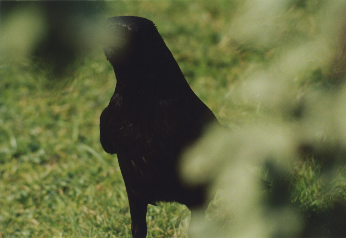 Ravens - © Charles Negre
