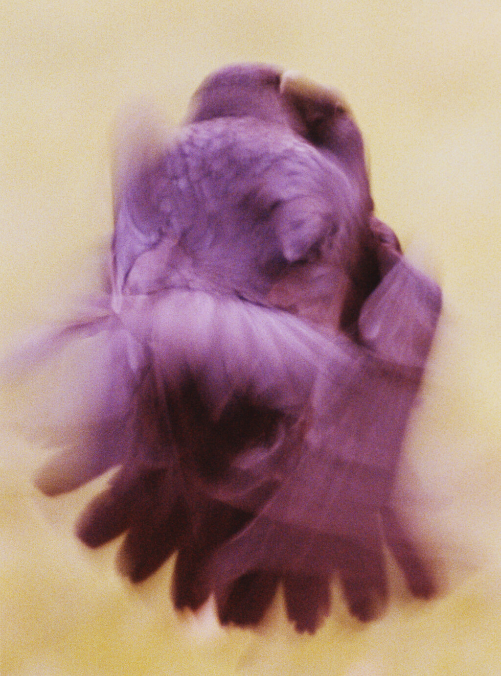 Ravens - © Charles Negre