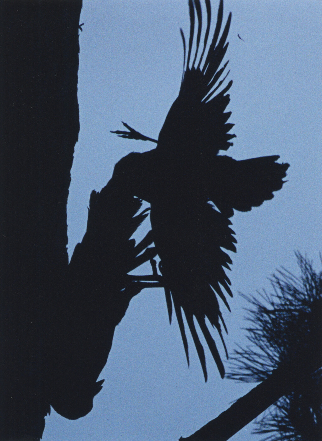 Ravens - © Charles Negre