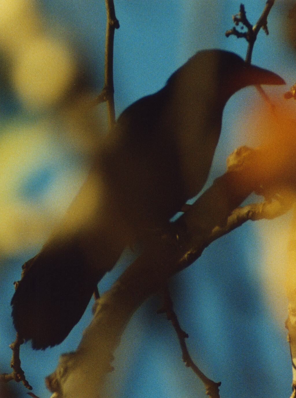 Ravens - © Charles Negre