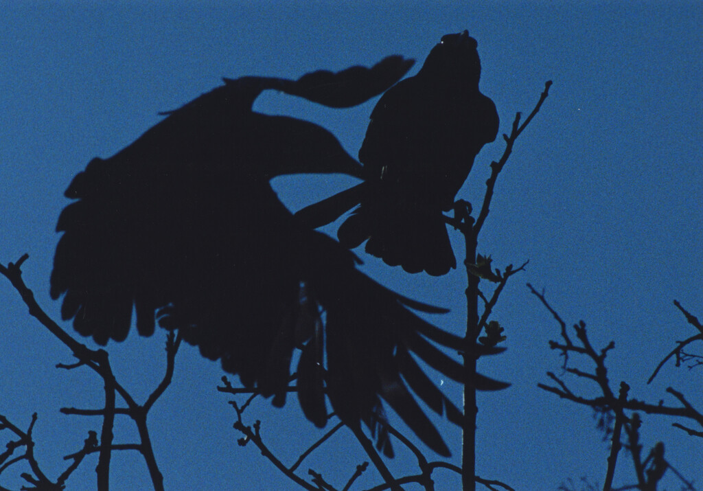 Ravens - © Charles Negre
