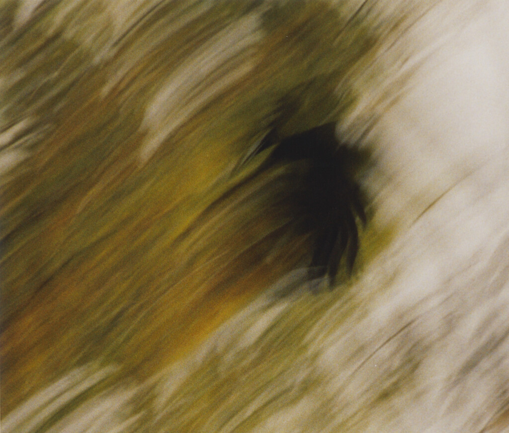 Ravens - © Charles Negre