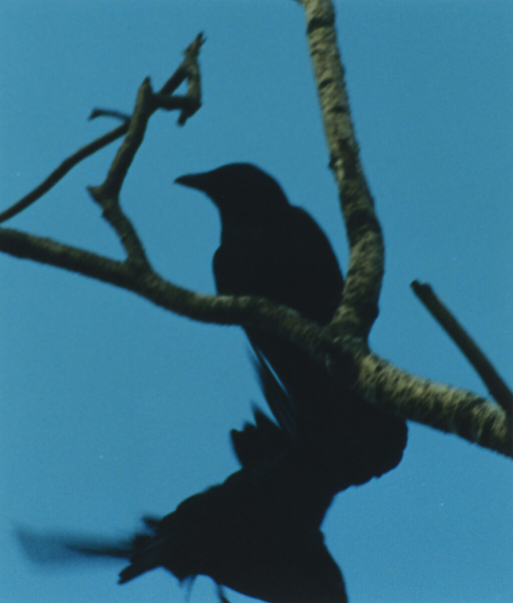 Ravens - © Charles Negre