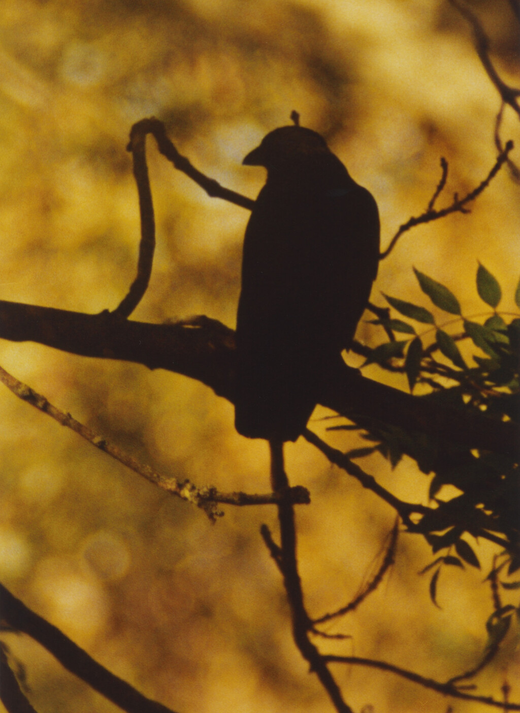 Ravens - © Charles Negre