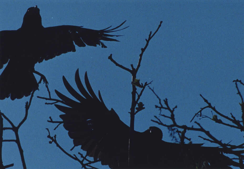 Ravens - © Charles Negre