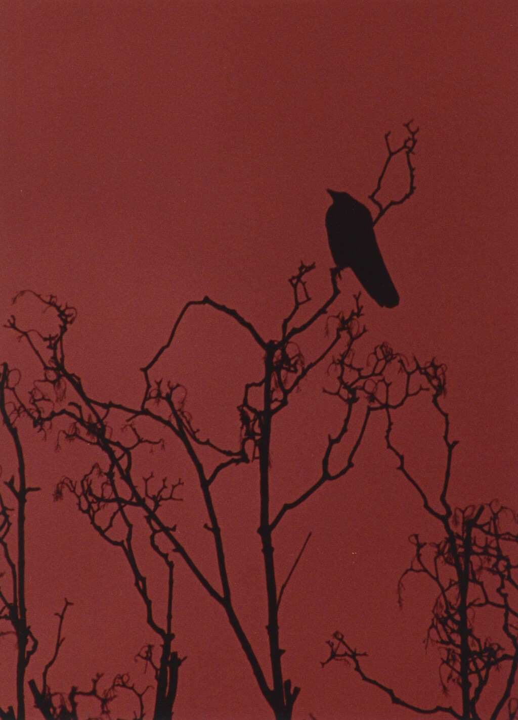 Ravens - © Charles Negre