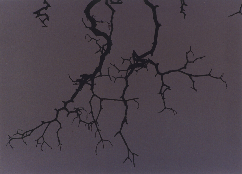 Ravens - © Charles Negre