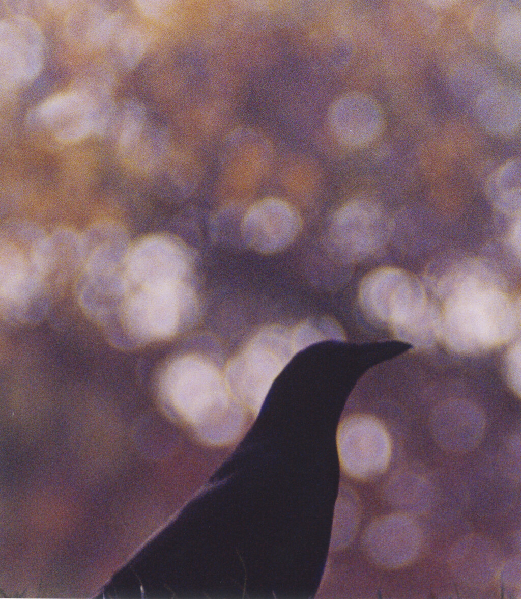 Ravens - © Charles Negre